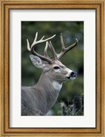 White-tailed Deer, Buck, Washington Fine Art Print