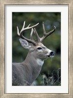 White-tailed Deer, Buck, Washington Fine Art Print