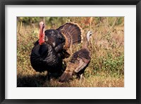 Wild Turkey Tom and Hen Fine Art Print