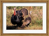 Wild Turkey Tom and Hen Fine Art Print
