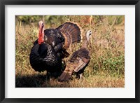 Wild Turkey Tom and Hen Fine Art Print