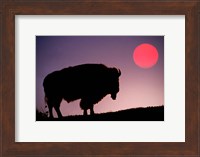 Bison Silhouetted at Sunrise, Yellowstone National Park, Wyoming Fine Art Print