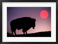 Bison Silhouetted at Sunrise, Yellowstone National Park, Wyoming Fine Art Print