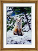 Red Fox on Snow Bank, Mt Rainier National Park, Washington Fine Art Print