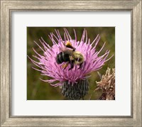 Thistle and bumble bee Fine Art Print
