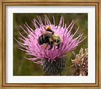 Thistle and bumble bee Fine Art Print