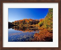 Pond in the Chaquamegon National Forest, Cable, Wisconsin Fine Art Print