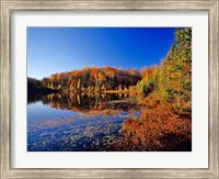Pond in the Chaquamegon National Forest, Cable, Wisconsin Fine Art Print