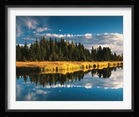 Trees reflecting in Snake River, Grand Teton National Park, Wyoming Framed Print