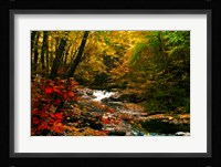 Mountain Stream Fine Art Print