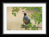 Quail Fine Art Print