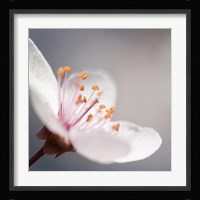 Cherry Flower 1 Fine Art Print