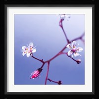 Cherry Flower 3 Fine Art Print