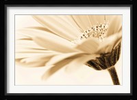 Daisy Fine Art Print