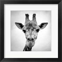 Giraffe Fine Art Print