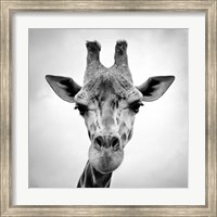 Giraffe Fine Art Print