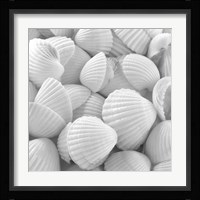 Shells 3 Fine Art Print