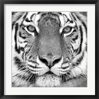 Tiger Fine Art Print
