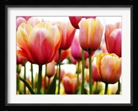 Tulip Fine Art Print