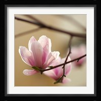 Tulip Tree 1 Fine Art Print