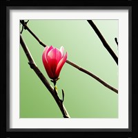 Tulip Tree 3 Fine Art Print