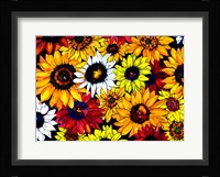 Sunflower Mix Fine Art Print