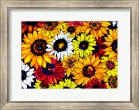 Sunflower Mix Fine Art Print