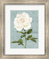 Cream Rose I Fine Art Print
