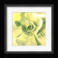 Succulent I Framed Print