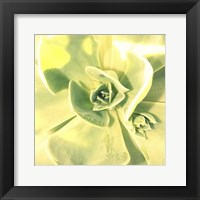 Succulent I Fine Art Print