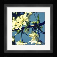 Summer Blossom II Framed Print