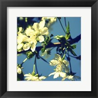 Summer Blossom II Fine Art Print