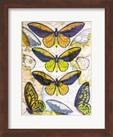 Butterfly Map I Fine Art Print