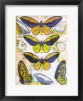 Butterfly Map I Fine Art Print