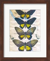 Butterfly Map II Fine Art Print