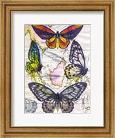 Butterfly Map IV Fine Art Print