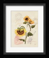 Romantic Sunflower I Framed Print