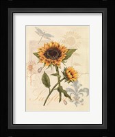 Romantic Sunflower II Fine Art Print