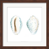 Watercolor Shells VI Fine Art Print