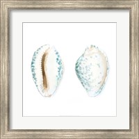 Watercolor Shells VI Fine Art Print