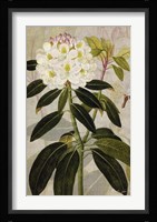 Rhododendron I Framed Print