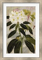Rhododendron I Fine Art Print