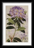 Rhododendron II Fine Art Print