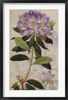 Rhododendron II Fine Art Print