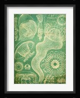 Sealife I Framed Print