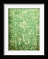 Sealife II Framed Print