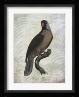 Parrot Jungle I Framed Print