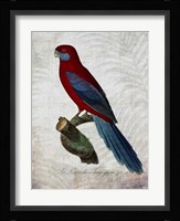 Parrot Jungle II Framed Print