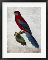 Parrot Jungle II Fine Art Print