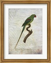 Parrot Jungle III Fine Art Print